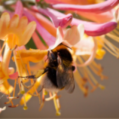 wildbiene-beim-nektarsammeln