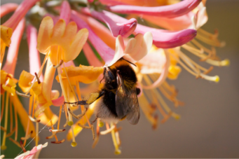 wildbiene-beim-nektarsammeln